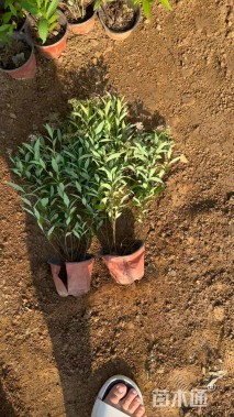 高度50厘米红花绣线菊