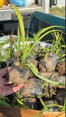 高度20厘米大花萱草