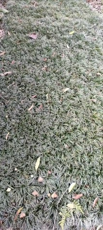 高度20厘米玉龙草