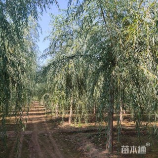 10公分垂柳
