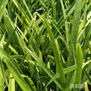 高度25厘米麦冬