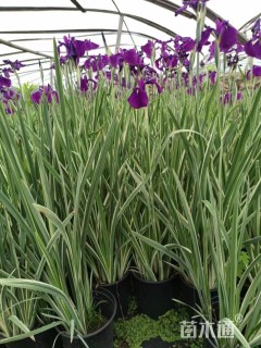 高度40厘米花叶玉蝉花