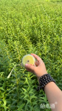 高度40厘米连翘