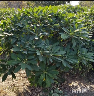 高度80厘米结香球