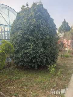 10公分桂花