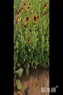 高度30厘米黑心菊