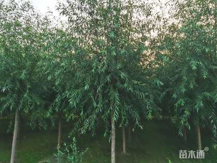 8公分旱柳