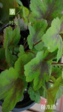 高度10厘米矾根