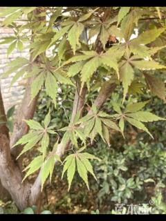 20公分鸡爪槭