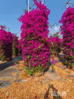 高度600厘米三角梅