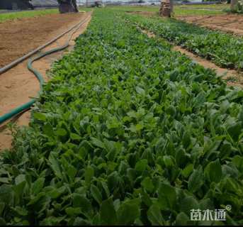 高度10厘米黑心菊