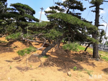 23公分造型油松