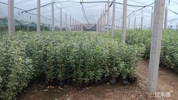 精品金边黄杨