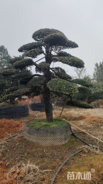 移栽苗造型罗汉松