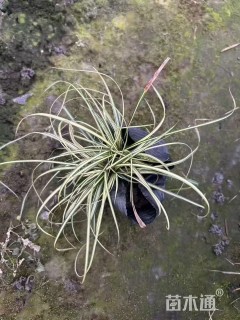 高度30厘米金叶苔草