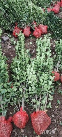 高度150厘米北海道黄杨