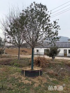 18公分红果冬青