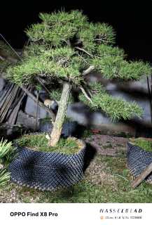 14公分造型黑松