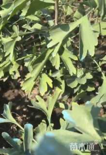 高度20厘米银杏小苗