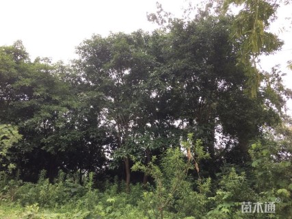 30公分黄葛树