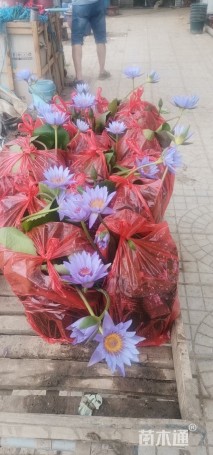 高度20厘米睡莲