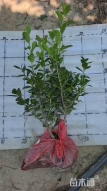 高度45厘米无刺枸骨小苗