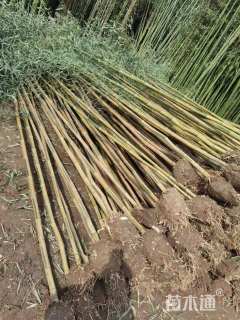 地栽苗金镶玉竹