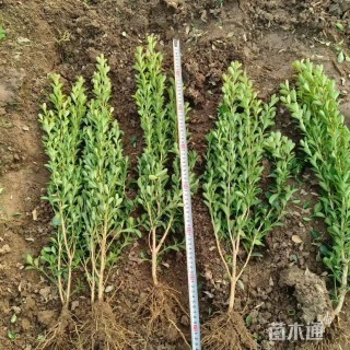 高度35厘米小叶黄杨