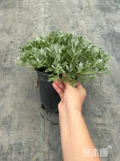 高度25厘米芙蓉菊