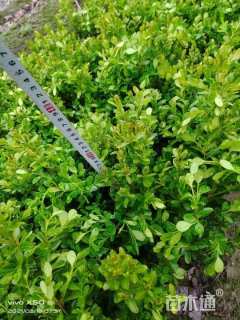 高度20厘米瓜子黄杨小苗