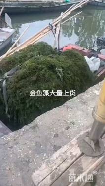 高度40厘米金鱼藻