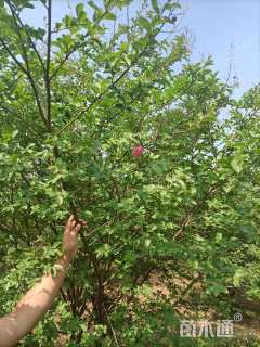 高度400厘米丛生紫薇