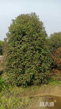 高度300厘米丛生桂花