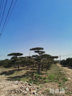 高度150厘米油松