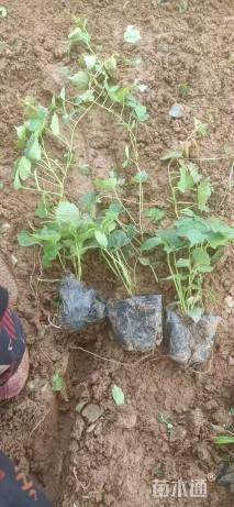 40厘米五叶地锦