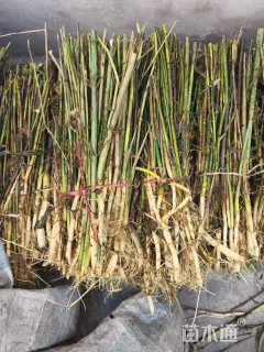 高度50厘米芦苇