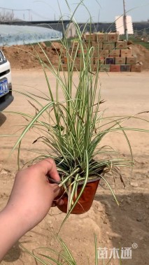 高度40厘米金叶苔草