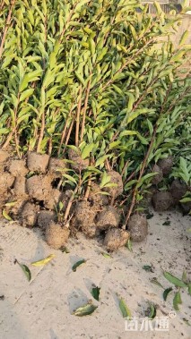 高度80厘米法国冬青