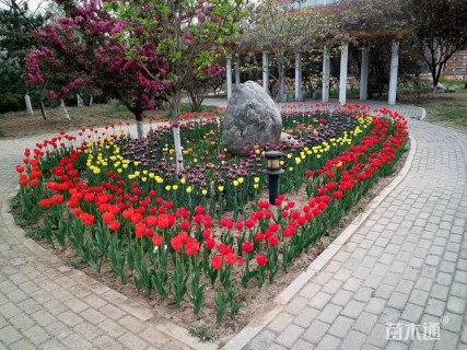 高度18厘米郁金香