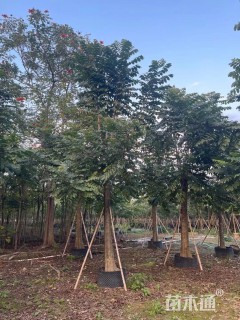 15公分火焰木