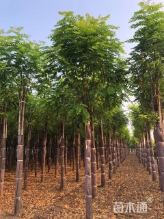 8公分嫁接香花槐
