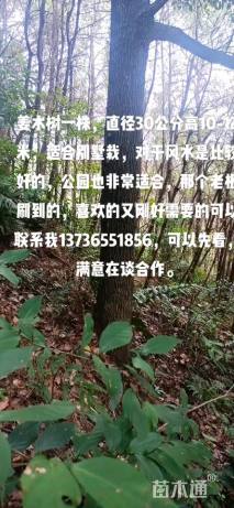 30公分香樟