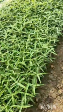 高度10厘米墨西哥鼠尾草
