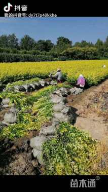 冠幅60厘米金叶女贞球