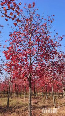 11公分北美枫香