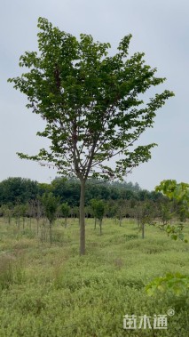 高度450厘米紫荆