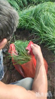 高度15厘米青绿苔草