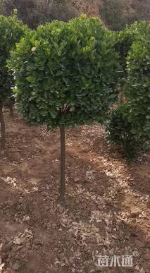 高度120厘米大叶黄杨