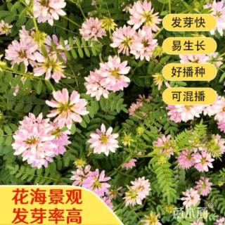 小冠花种子