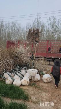 12公分樱花